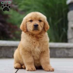 Jesse, Golden Retriever Puppy